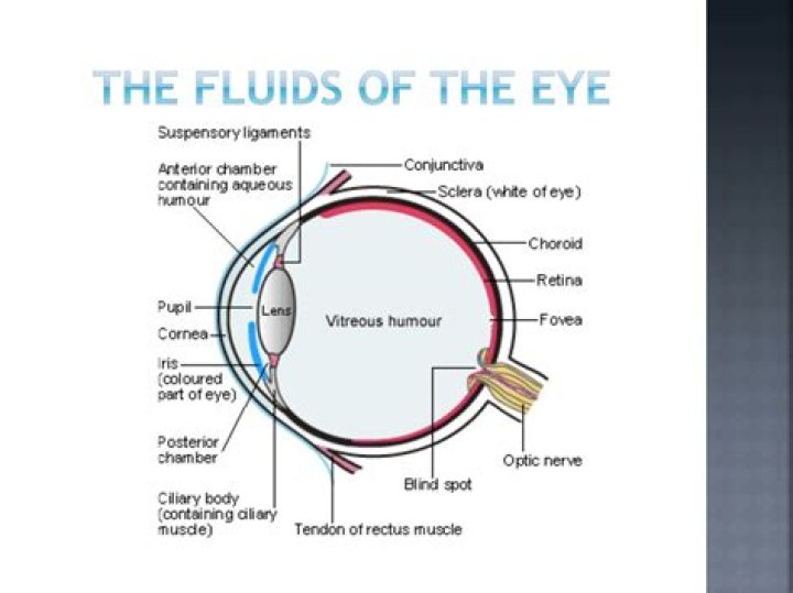 What is the name of the fluid in the eye?