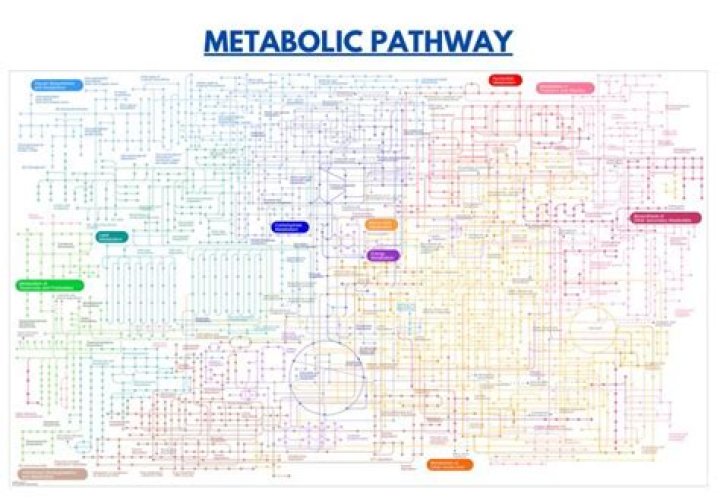 What is the order of metabolic pathways?
