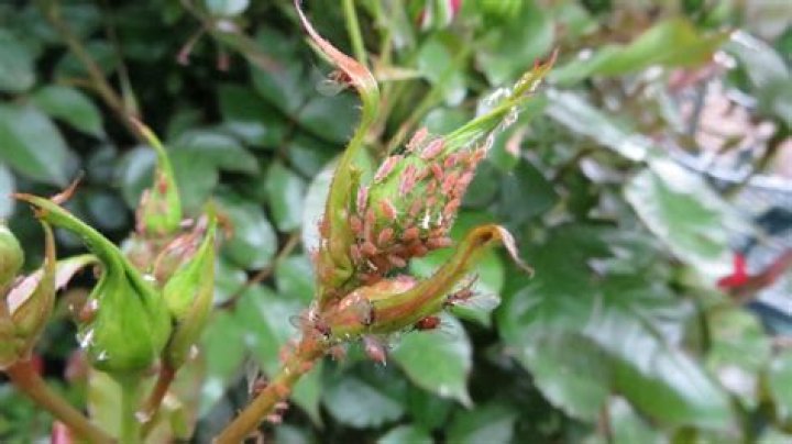 What is the relationship of aphids and rose?