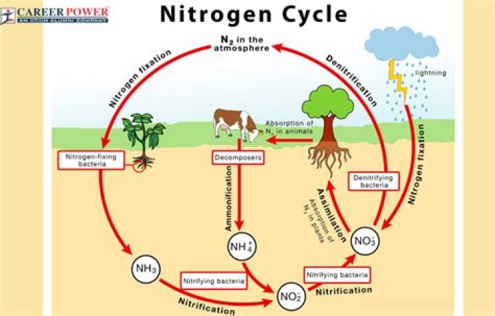 What is the role of Nitrobacter in the nitrogen cycle?