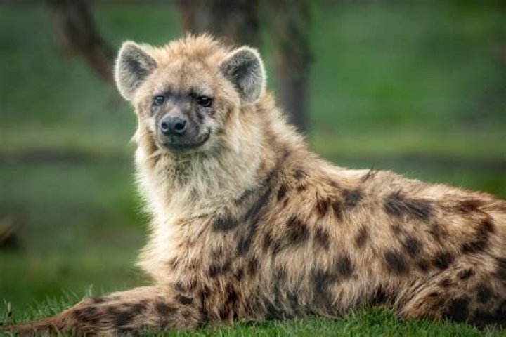 What is the scientific name of striped hyena?