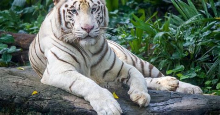 What is unique about white tiger?