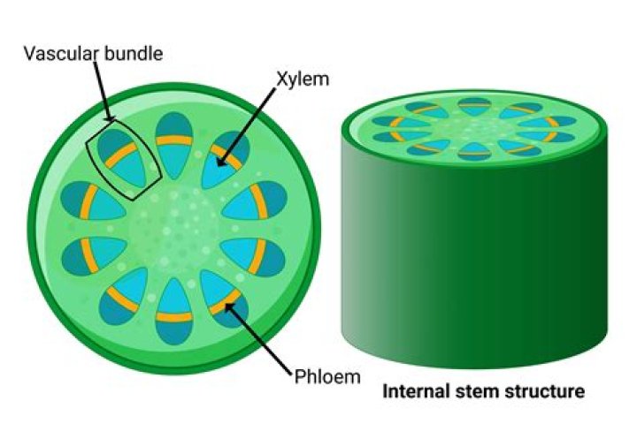 What is xylem system?