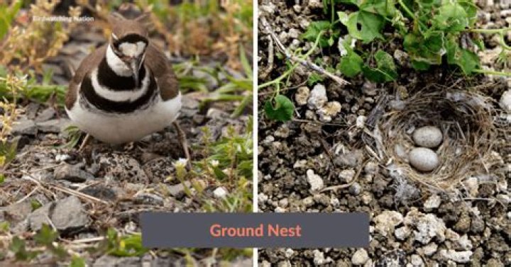 What kind of birds build nests on the ground?