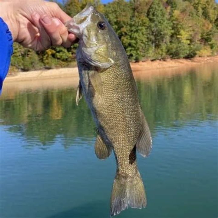 What kind of fish are in Two Medicine Lake?
