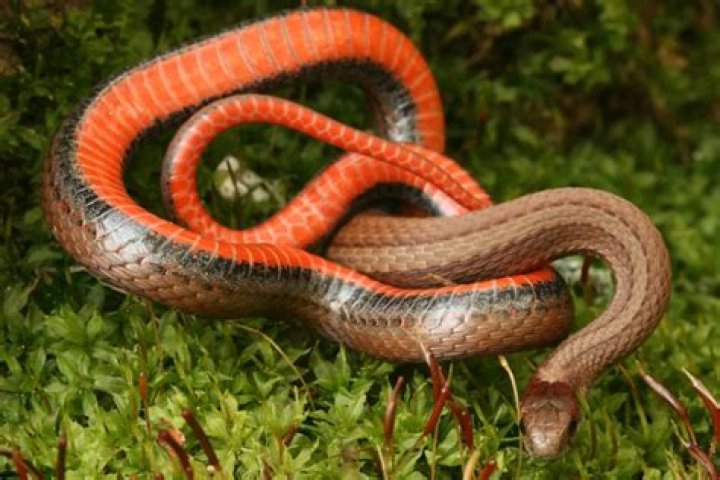 What kind of snake has a triangle head and rattles?
