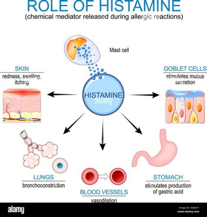 What neurons release histamine?