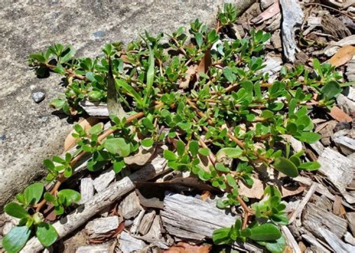 What plant is similar to portulaca?