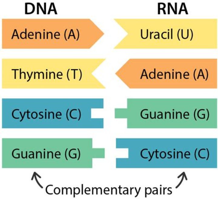 What replaces what on RNA?