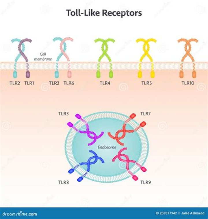 What role do Toll-like receptors TLRs play in inflammation?