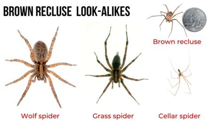 What size are brown recluse spiders?