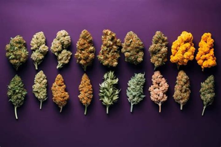 What strains are there in Weed?
