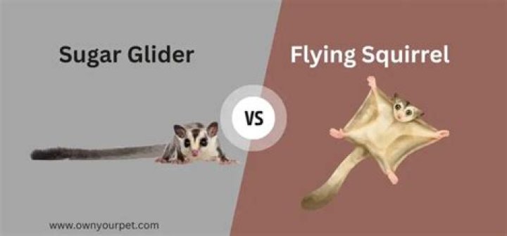 What toys do sugar gliders like?