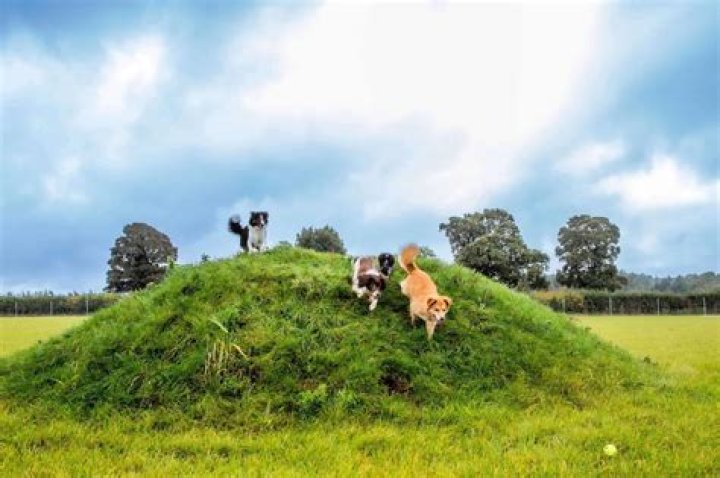 When did Charlton dog track close?