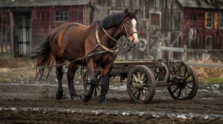 When horse pulls a cart the reaction is on the?