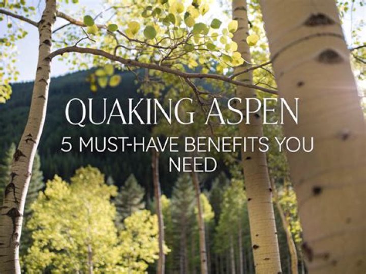 Where can I buy a quaking aspen tree?