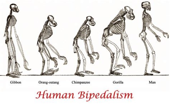 Where did human bipedalism first evolved?