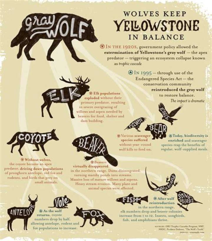 Where did the wolves in Yellowstone come from?