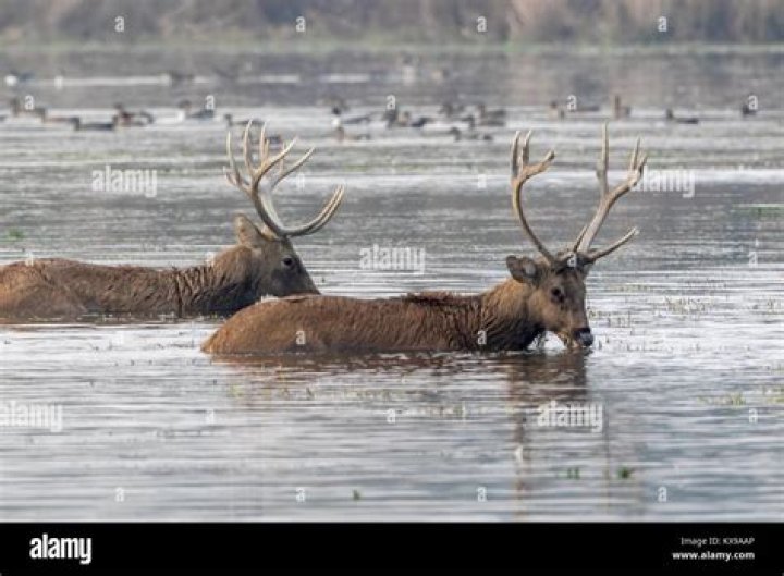 Which animals are found in Dudhwa National Park?