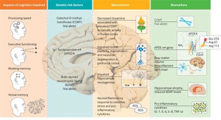 Which chemo drugs are neurotoxic?