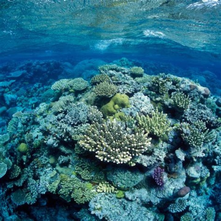 Which Great Barrier Reef tour is best?