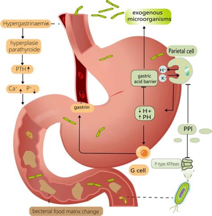 Which hormones inhibit gastric activity?