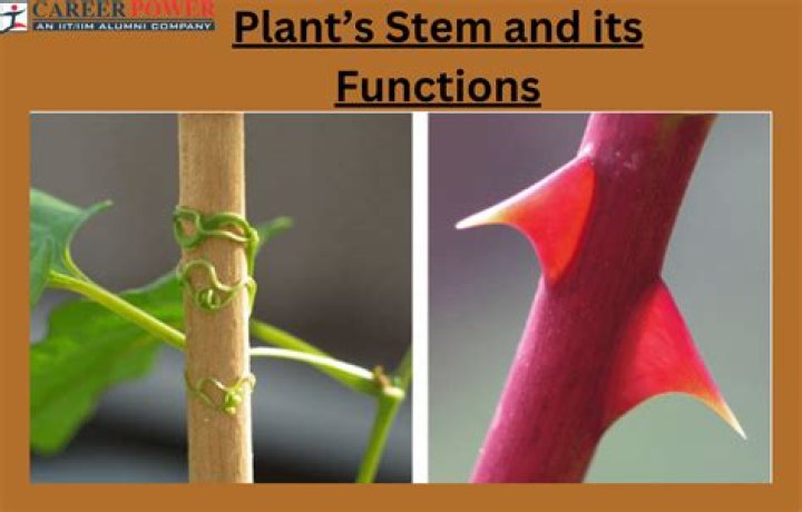 Which plants have woody stems?