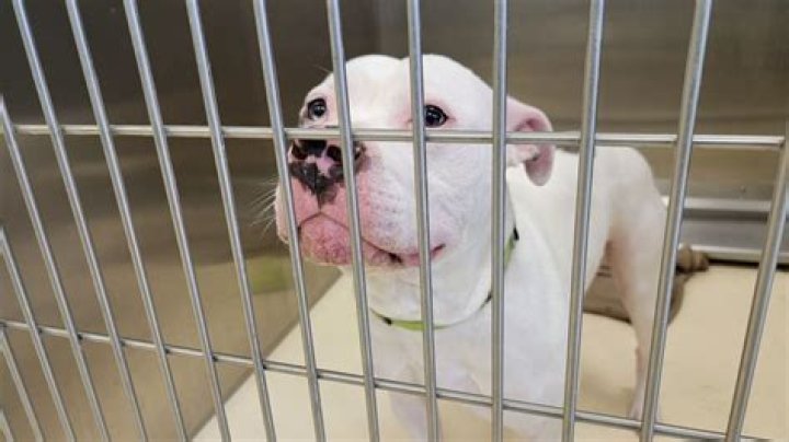 Who regulates animal shelters in Florida?