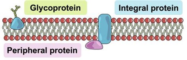 Why are proteins embedded in the cell membrane?
