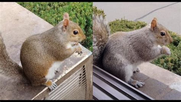 Why do some gray squirrels have red tails?