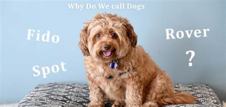 Why do they call dogs Fido?