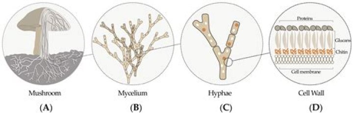Why does host defense use mycelium?