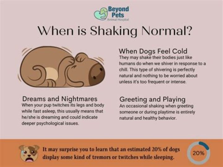 Why does my dog shake and tremble while sleeping?