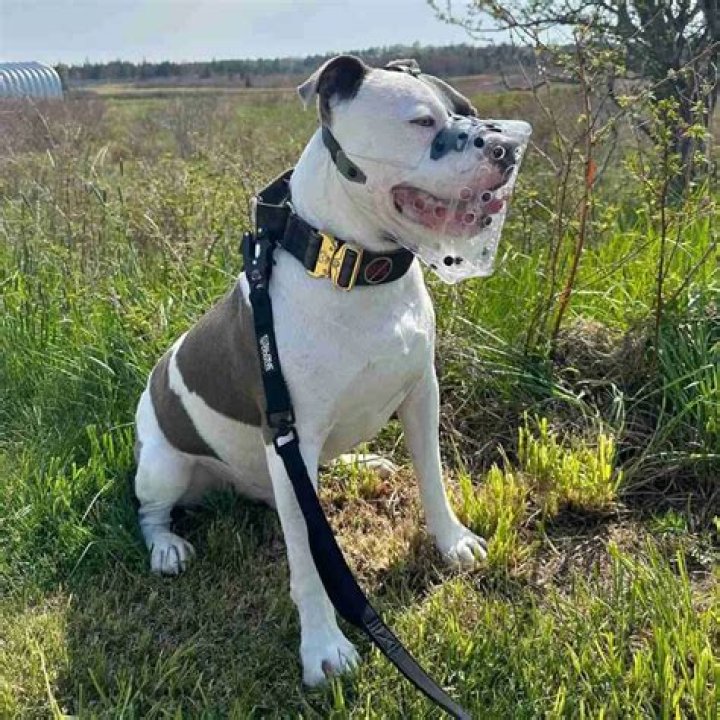 Will a muzzle stop a dog from barking?