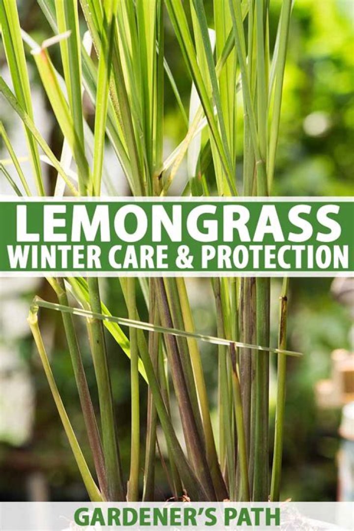 Will lemongrass survive winter?